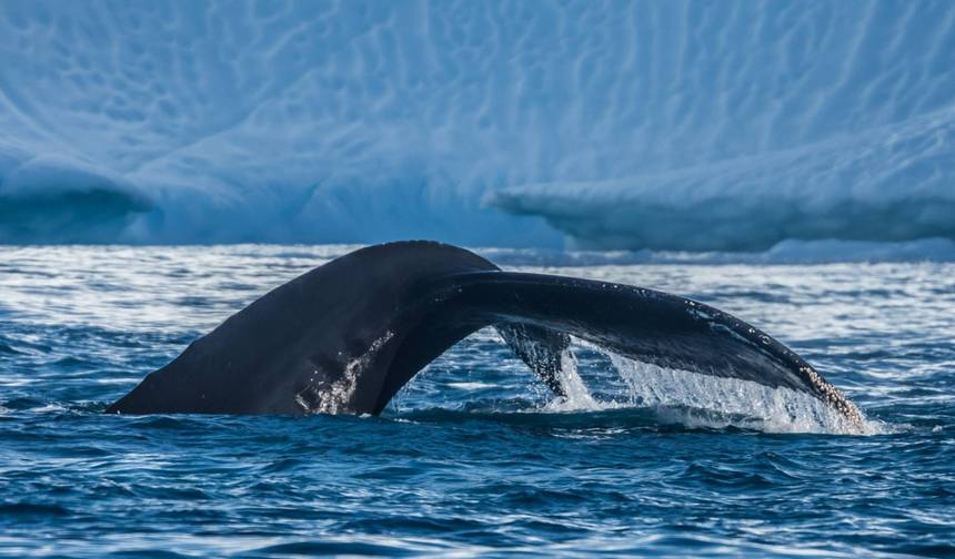 Groenlândia Baía de Disko Descoberta - 8 Dias (de Kangerlussuaq a Copenhaga) — 1