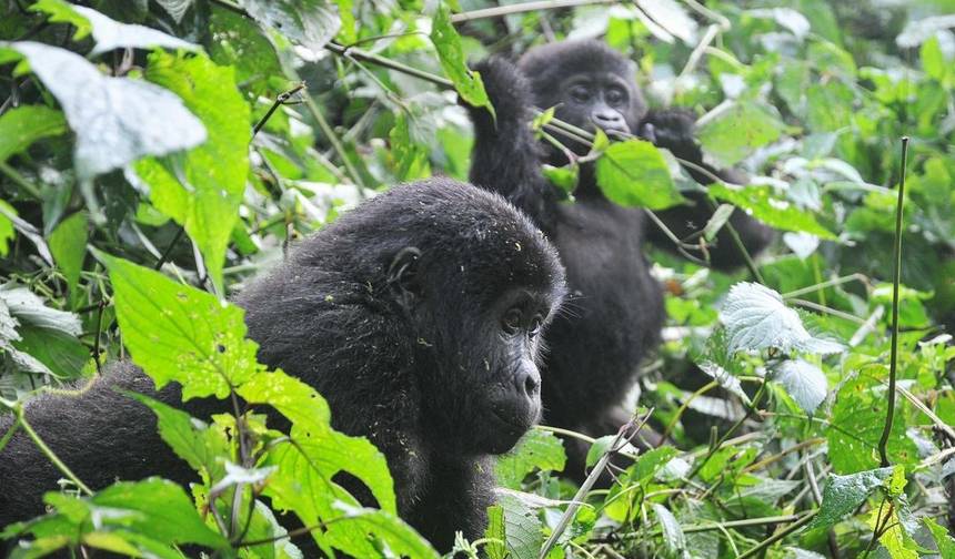 Poznaj Rwandę: goryle, szympansy i Dian Fossey (wyłącznie prywatnie) — 1
