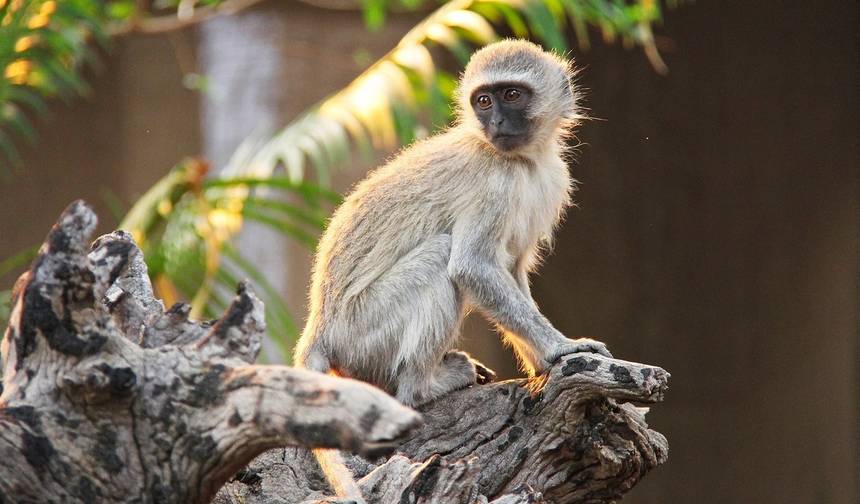 Splendors of South Africa & Victoria Falls with Chobe River Cruise — 1