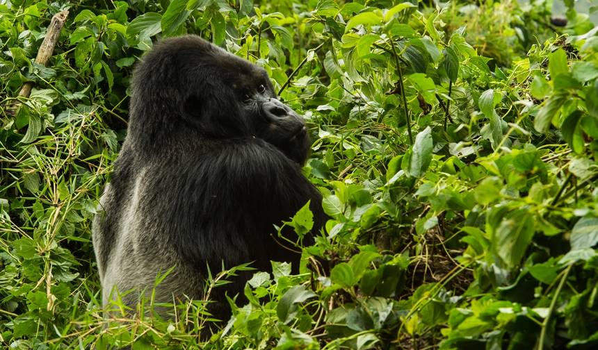 2 Dias: Gorilas de Uganda a partir de Kigali — 1