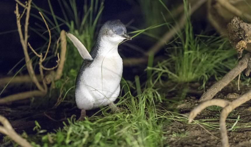 Excursão aos Pinguins e Coalos da Ilha Phillip — 1