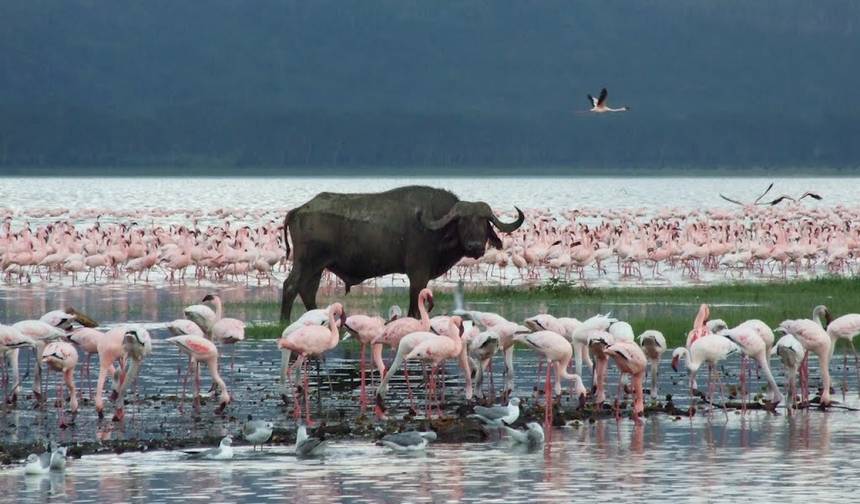 Safari Económico de 5 Dias em Grupo: Masai Mara, Nakuru, Naivasha — 1