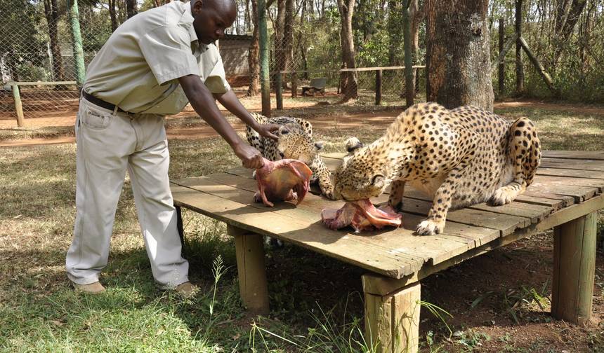 Volunteer with Wildlife Animals in Kenya — 1