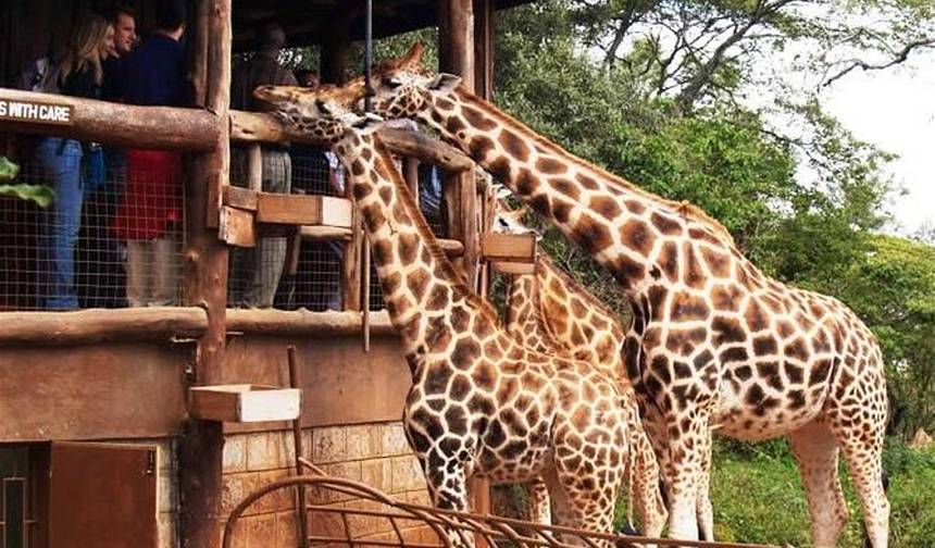 Nairobi – najważniejsze atrakcje: Giraffe Center, Kobe Beads Factory i Karen Blixen Museum — 1