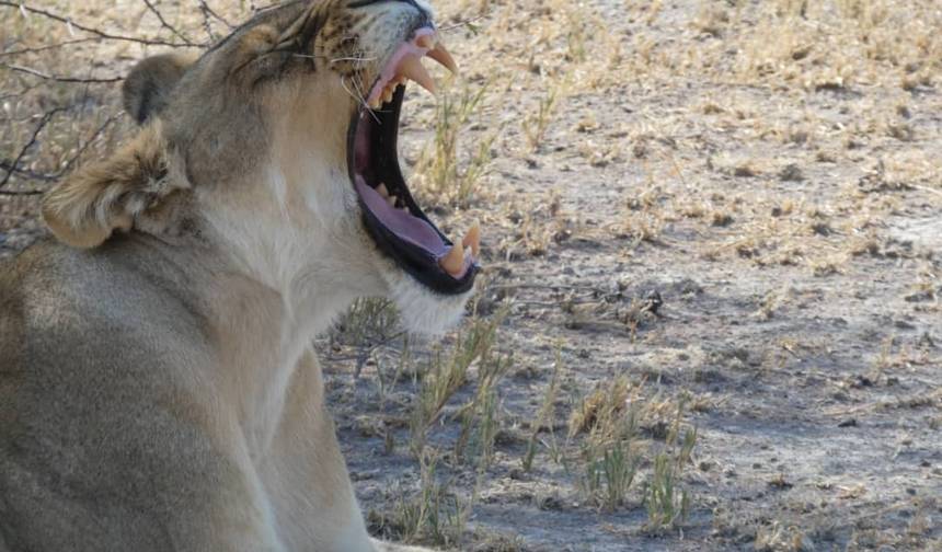 9 Dias, Chobe Definitivo, Elephant Sands, Makgadikgadi Pans, Safári no Delta do Okavango e Moremi — 1