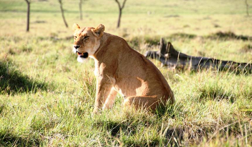 3 Dias – Safari em grupo no Serengeti — 1