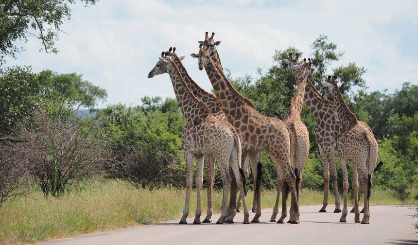 2-dniowe safari w Parku Narodowym Krugera – najlepsze z najlepszych z Kapsztadu — 1