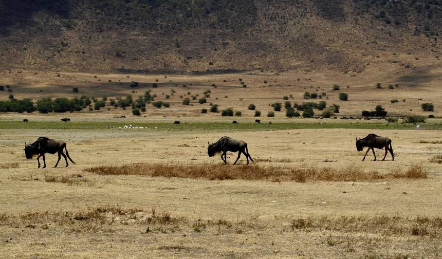 6 Days Migration Lodging Safari — 1