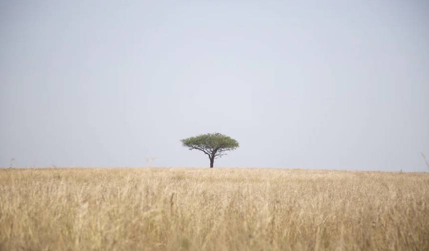 Safari pela Vida Selvagem do Uganda Ocidental — 1