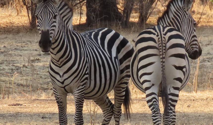 4 Dias Safari Definitivo dos Big 5 em Hwange — 1