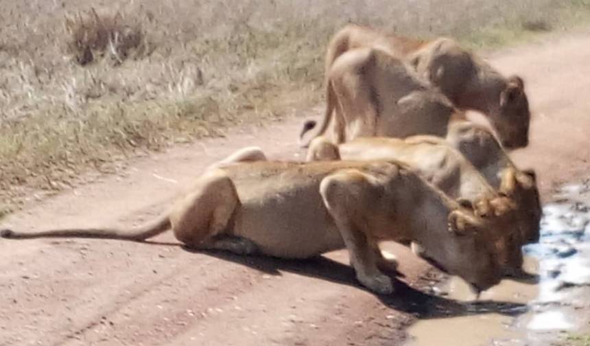 3  days Semi  luxury tour  featuring Serengeti & Ngorongoro crater — 1
