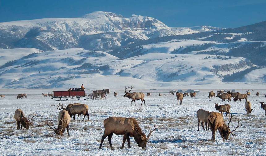 7日間究極の冬の旅：Yellowstone & Grand Teton — 1