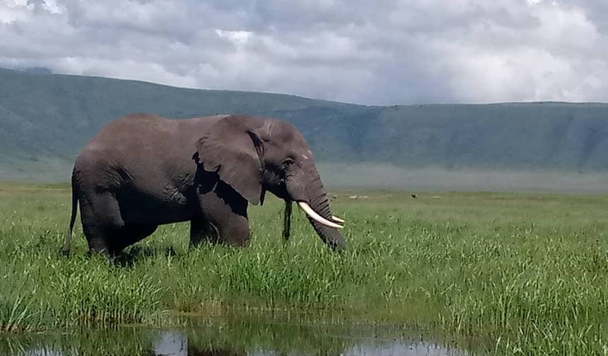 Safari de 5 Dias Big Five — 1