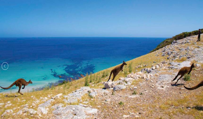 【Adelaide】Pacote de 6 Dias para Explorar as Maravilhas da Ilha Kangaroo e Adelaide — 1