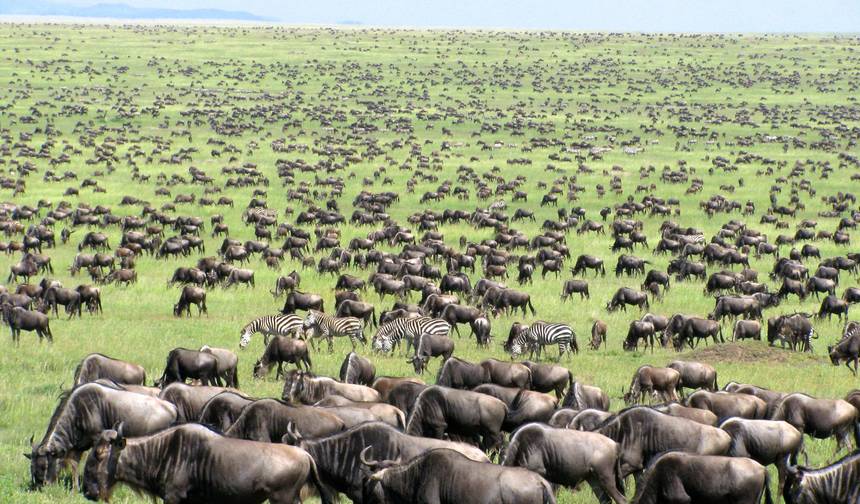 Férias de Safári Fotográfico de 5 Dias em Masai Mara — 1