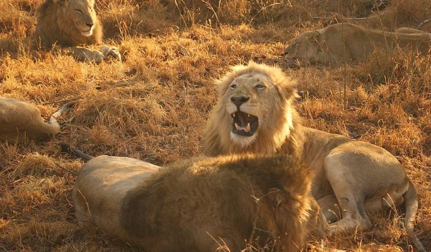 Sabi Sands Safari from Maputo – 3 Days/2 Nights — 1