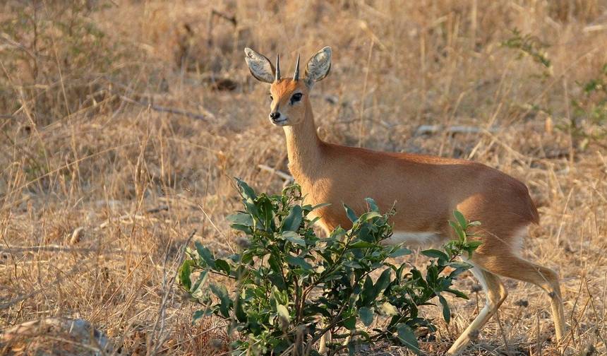 Safari no Sul: 18 Dias/17 Noites — 1