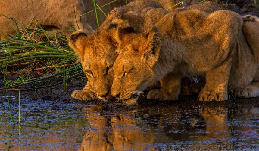 Safari Expresso na Reserva Sabi Sands 5 dias/ 4 noites (Conforto Plus) — 1