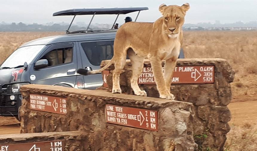Escala no Aeroporto de Nairobi: Safari de 4 horas no Parque Nacional de Nairobi — 1