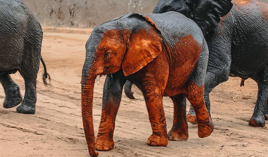 Escala no Aeroporto de Nairobi: Tour ao Orfanato de Elefantes e Centro de Girafas — 1