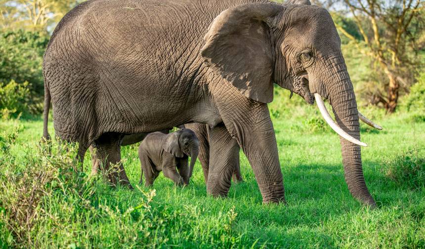 Safári de Elefantes Descubra a Tanzânia 4 Dias **Abordagem Sustentável para Viagens — 1