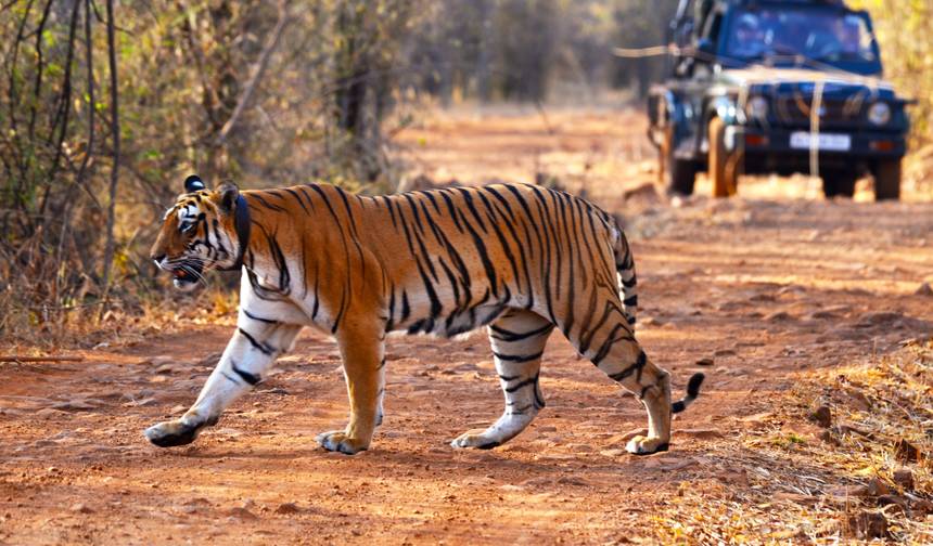 Excursão de Safári de Tigres em Ranthambore no Triângulo Dourado de 7 Dias com Hotéis 4 Estrelas — 1