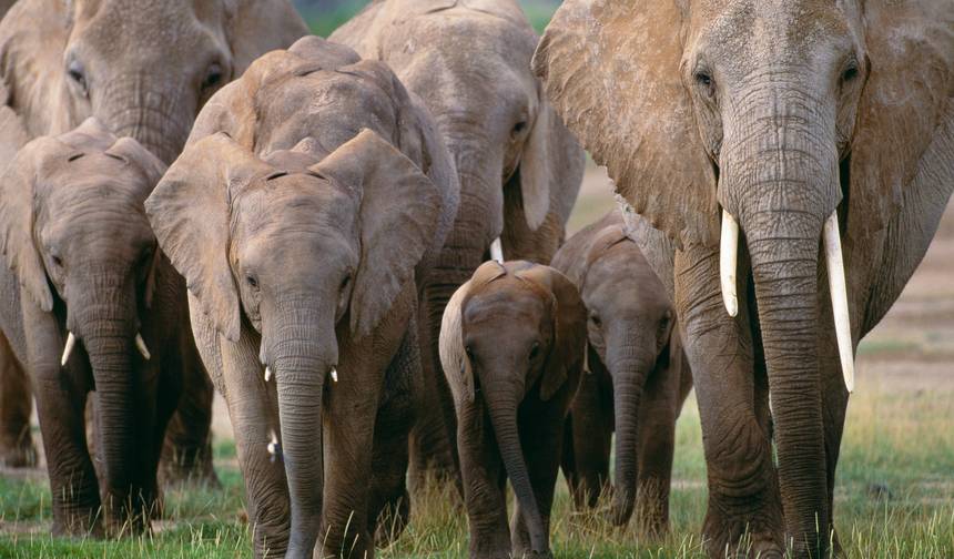 9-dniowe luksusowe safari po Kenii z Wielką Piątką — 1