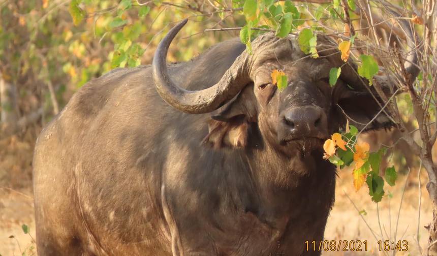 Victoria Falls & Hwange, 6 Days Safari Experience — 1