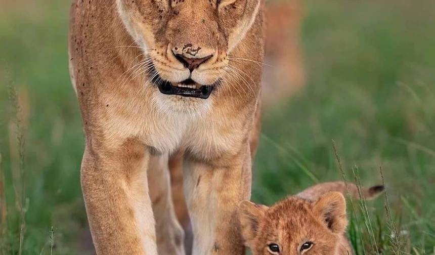 Pacote de 8 Dias Terras Altas de Ngorongoro e Serengeti — 1