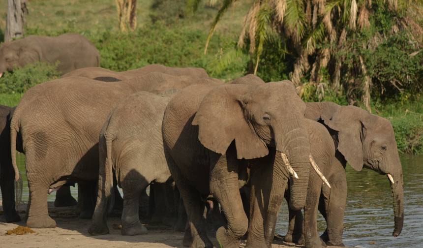 Ostateczna ucieczka: 5-dniowe safari kempingowe w Tanzanii — 1