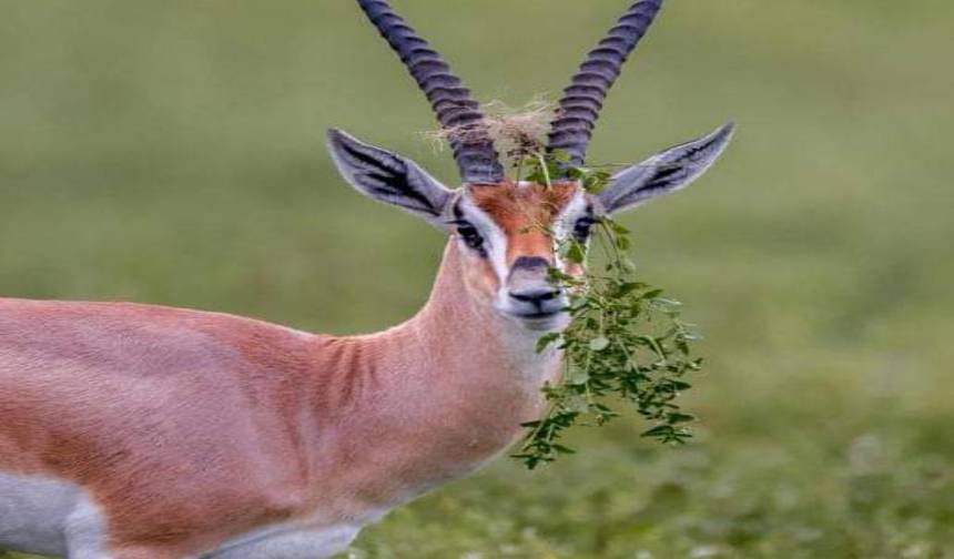 Camping Safari 4 Days / 3 Nights Safari Tanzania Northern (all accommodation and transport are included) — 1