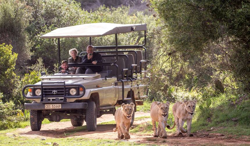 CAPE SCENIC SAFARI - 専用車チャウファー・ドライブツアー：5日間 — 1