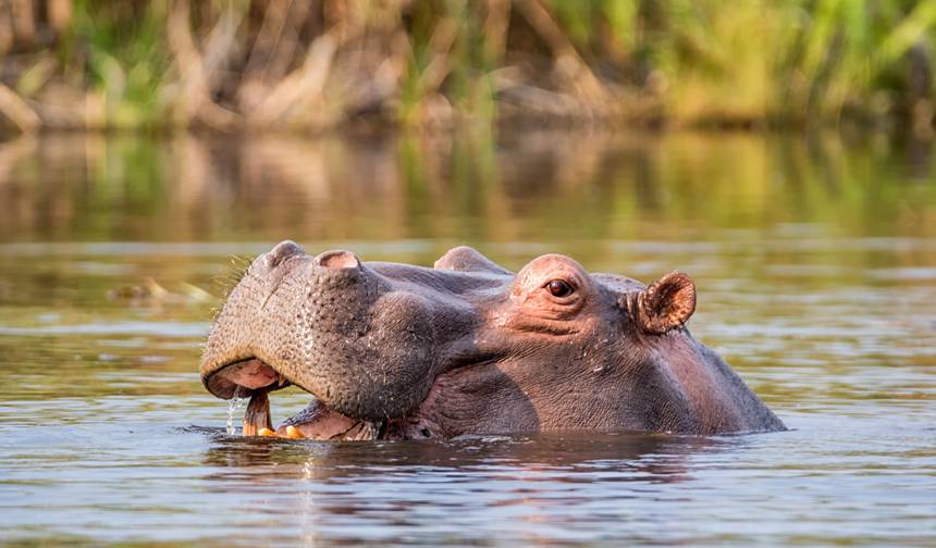 Autentyczna Botswana z obsługiwanym mobilnym safari — 1