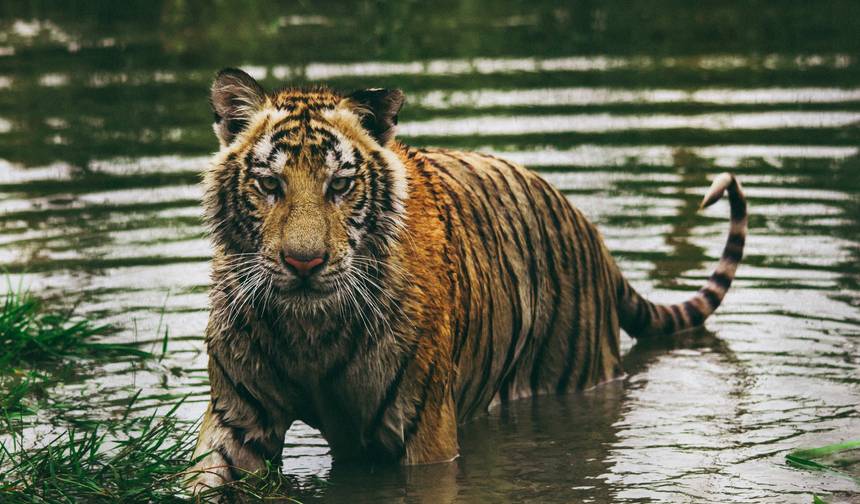 Dzikie spotkania w Północnych Indiach - Wycieczka przyrodnicza po Indiach — 1