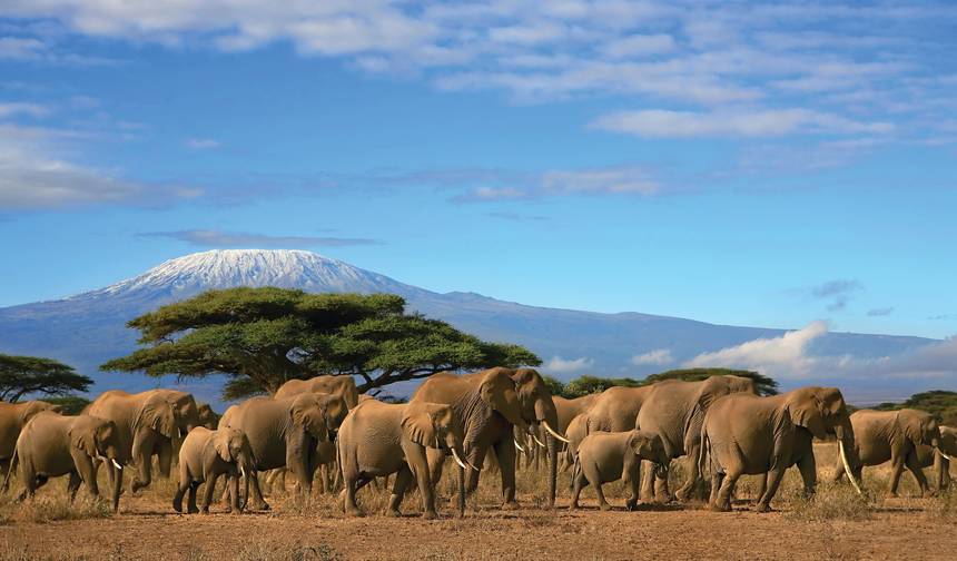 The Plains of Africa Kenya Wildlife Safari (Nairobi to Amboseli) (2026) — 1