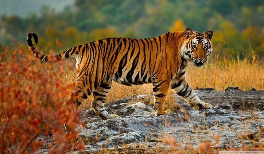 Excursão Triângulo Dourado com Ranthambore - 4 Dias Privada Delhi Agra Jaipur e Safári de Tigres — 1