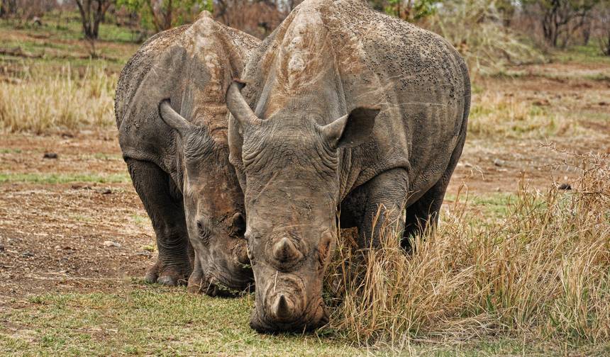 Day Trip to Mkomazi National Park — 1