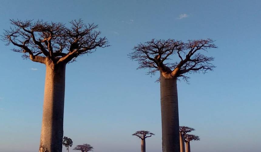 Madagascar Signature 22 Dias / 21 Noites (Conforto) — 1