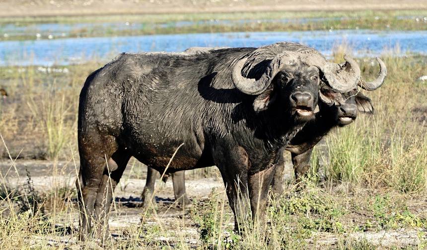 ボツワナ：クワイ、モレミ動物保護区、サブティ、チョベ国立公園 9日間/8泊 — 1