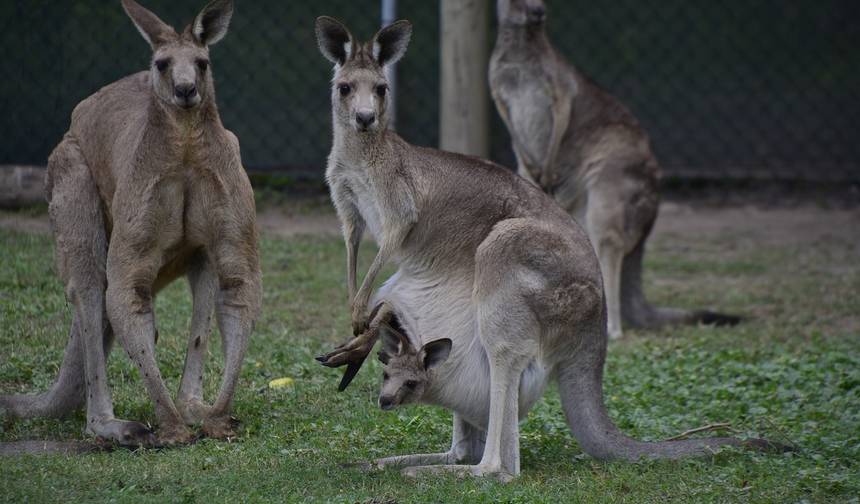 AUSTRALIA – Najważniejsze atrakcje Fidżi z Brisbane, Cairns, Melbourne, Sydney — 1