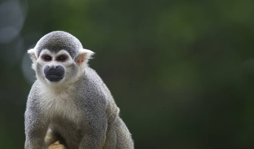 Czysta Amazonia - od źródła do ujścia — 1