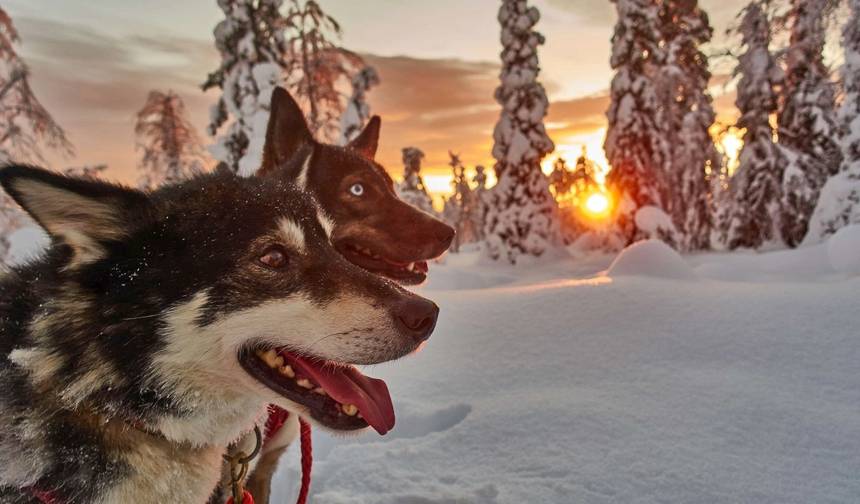 Sonho de Inverno Husky: Clássico — 1