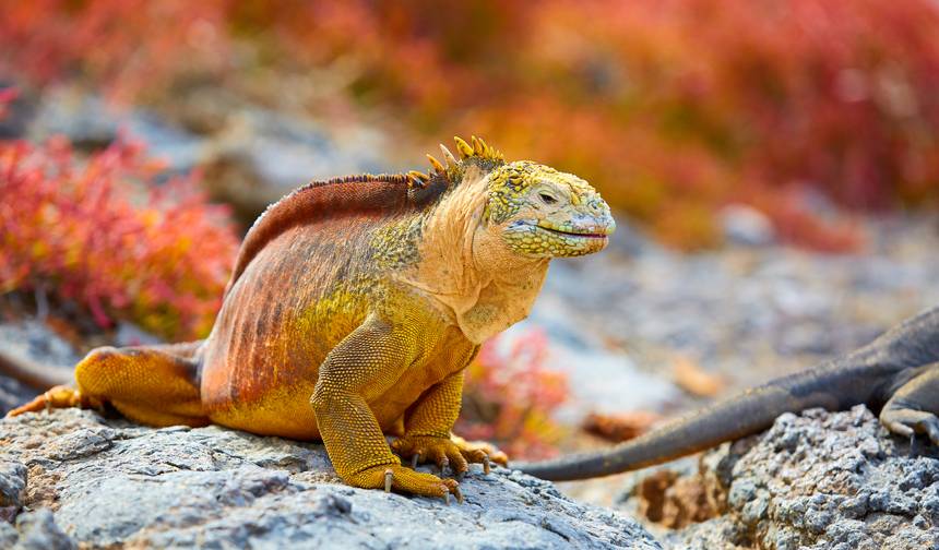 Destaques do Equador e Passeio entre Ilhas Galápagos — 1