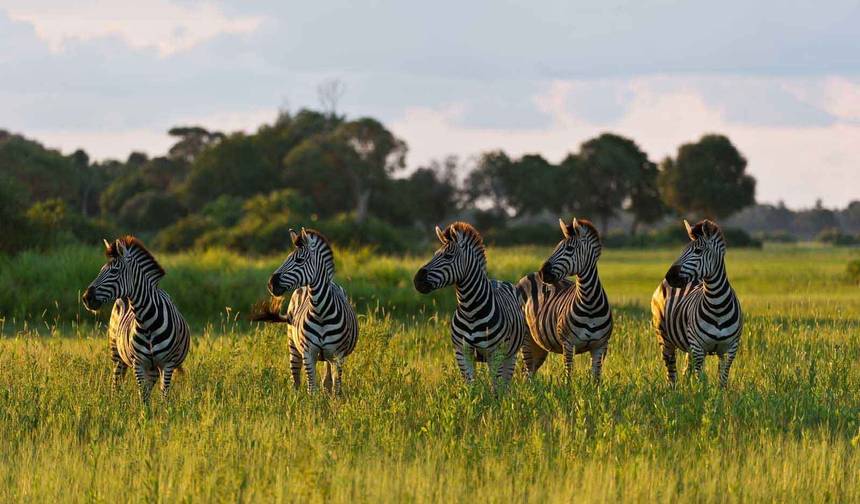 7-Day Okavango Delta, Moremi, and Savuti — 1