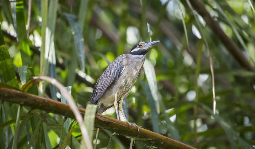 Costa Rica: Explore Tortuguero – 3 Days Of Pure Tropical Magic — 1