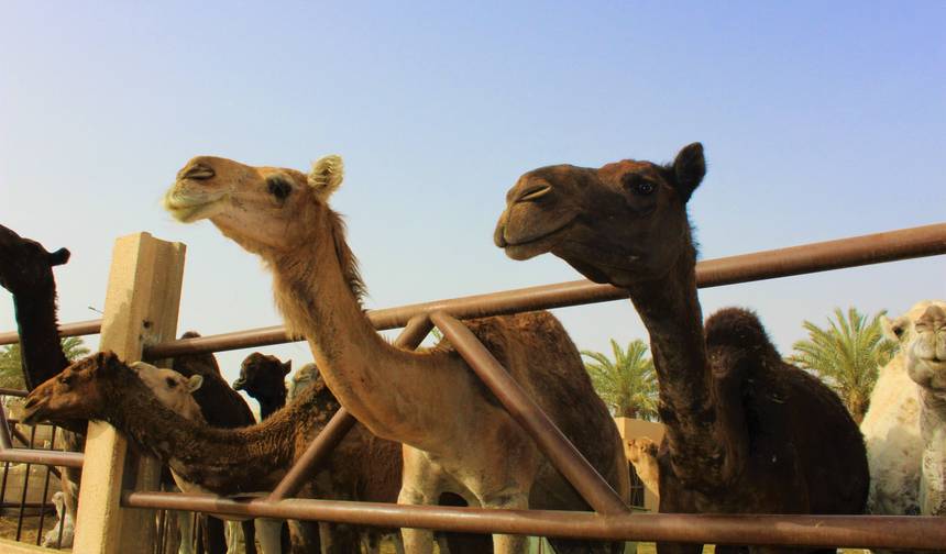 The Landmark Tour - Saudi Arabia — 1
