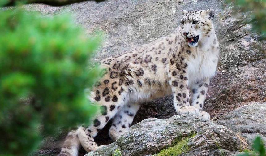 14 Days Snow Leopard India Tour — 1
