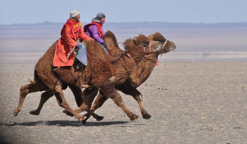 Festival de Camelos no Grande Gobi — 1