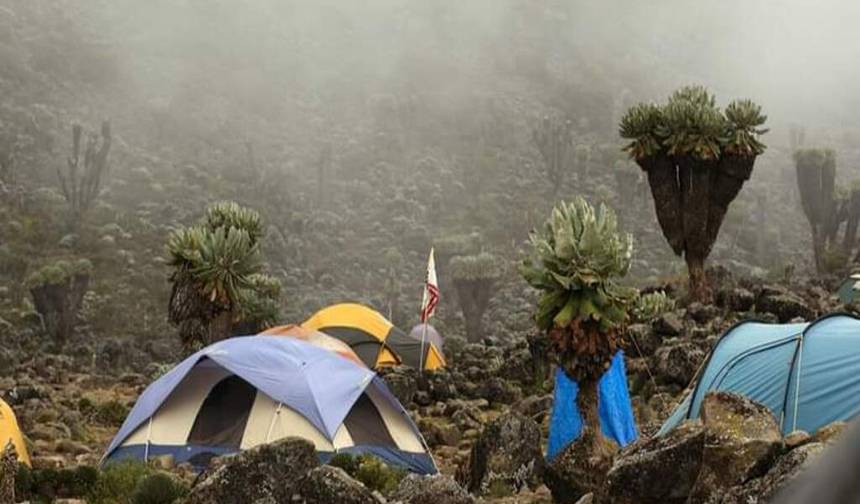 Mount kilimanjaro climbing through rongai route 8 days (all accommodation and transport are included) — 1