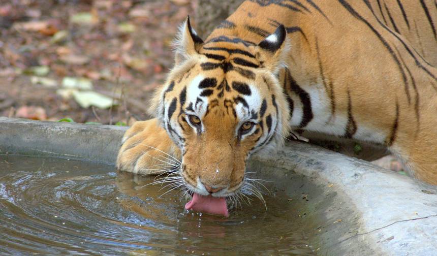جولة سفاري للحياة البرية في Pench و Kanha شاملة كليًا — 1